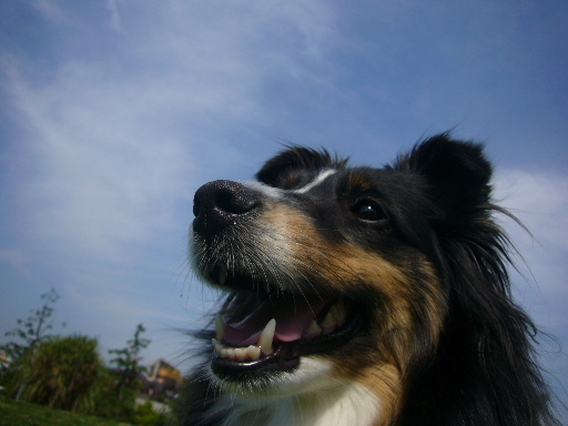 e0130008_23404625.jpg