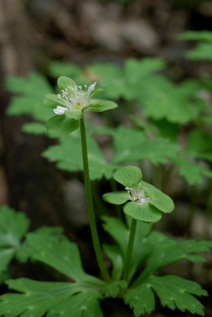 c0027027_3202567.jpg