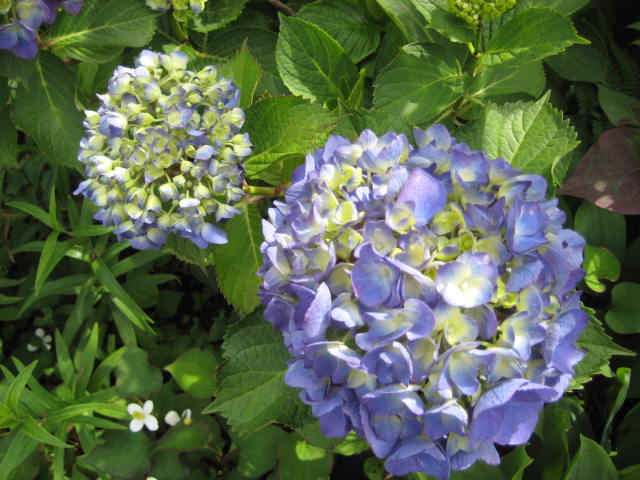 e0166032_1971418.jpg
