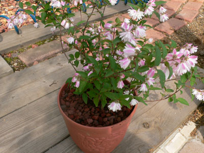 f0061334_20535433.jpg