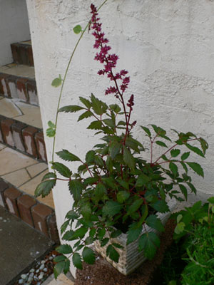f0061334_2113437.jpg