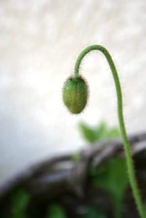 f0114938_22333880.jpg