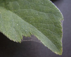 e0096862_22462158.jpg