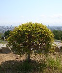 c0196468_8563056.jpg