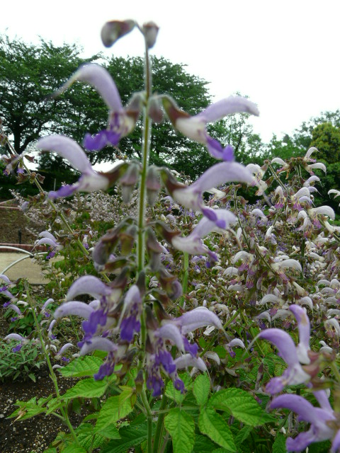 e0145782_20334418.jpg