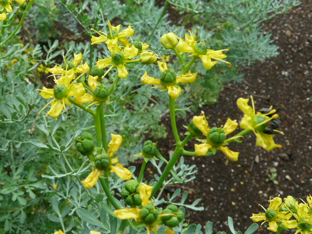 e0145782_20402950.jpg