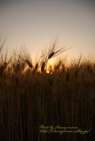 c0156789_17204157.jpg