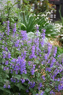 f0051194_1312333.jpg