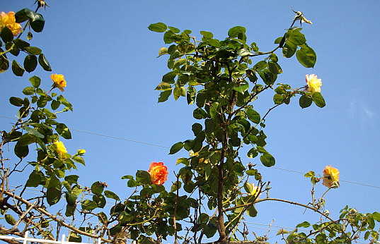 c0138198_16284187.jpg