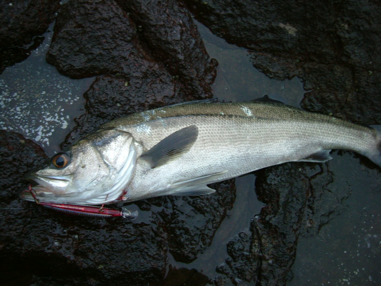 f0035404_2150871.jpg