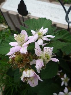 f0150620_8233213.jpg