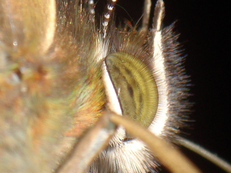 d0089024_11261554.jpg
