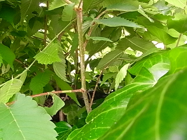 e0042626_071283.jpg