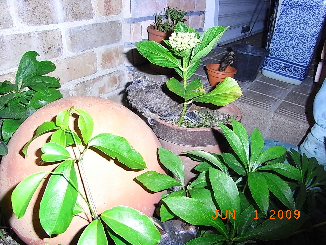 e0042626_11301167.jpg