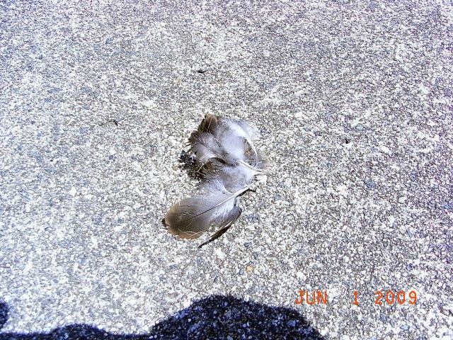 e0042626_1133051.jpg