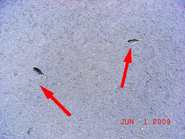 e0042626_1134037.jpg