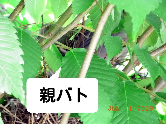 e0042626_1141029.jpg