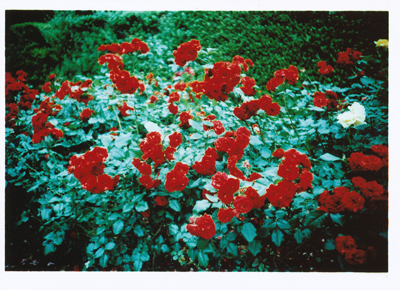 c0165137_19831.jpg
