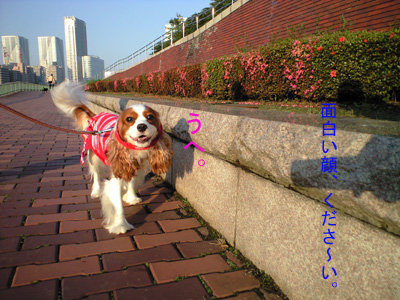 a0120944_12155790.jpg