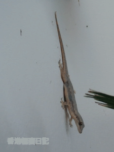 f0190653_1323217.gif
