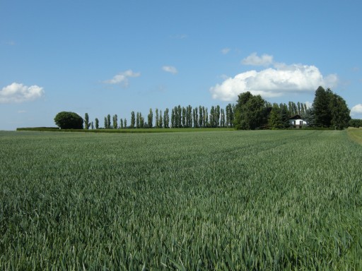 a0089754_8305797.jpg