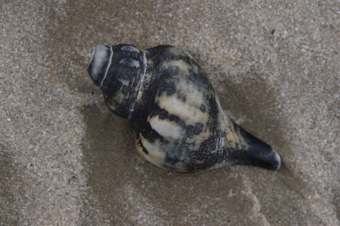f0137354_6452476.jpg