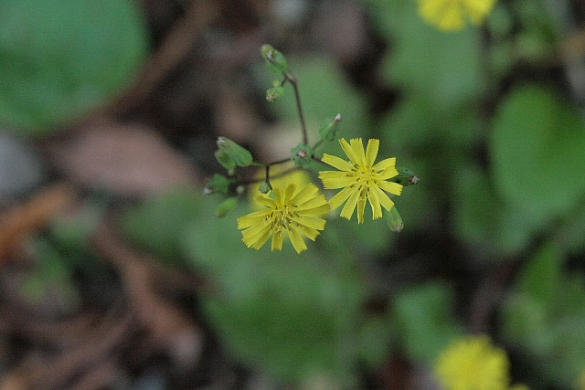 d0133693_2005168.jpg