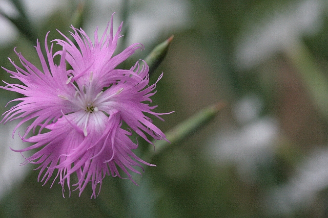d0133693_2005633.jpg