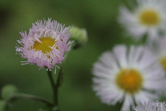 d0133693_2011255.jpg