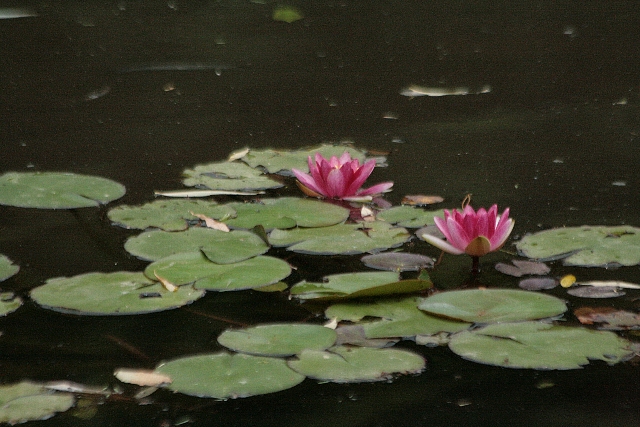 d0133693_2012997.jpg
