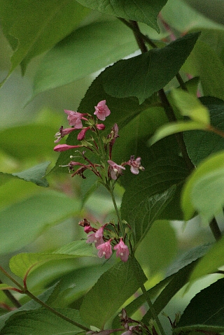 d0133693_2013544.jpg