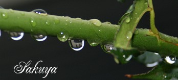 e0122194_1449186.jpg