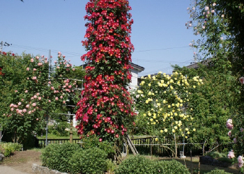 c0125996_752577.jpg