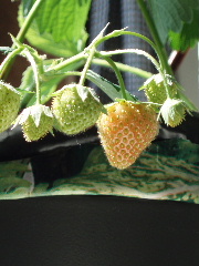 c0114797_23501292.jpg