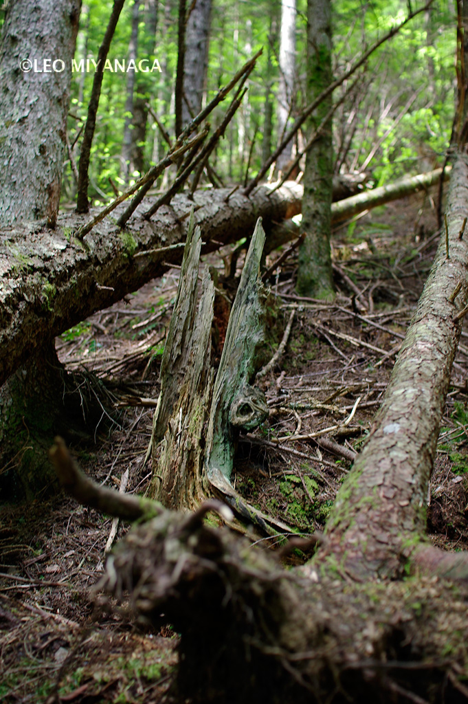 c0080101_11132987.jpg