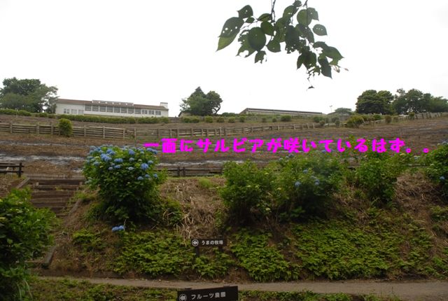 e0018604_1347357.jpg