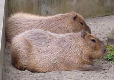 e0177207_0103418.jpg