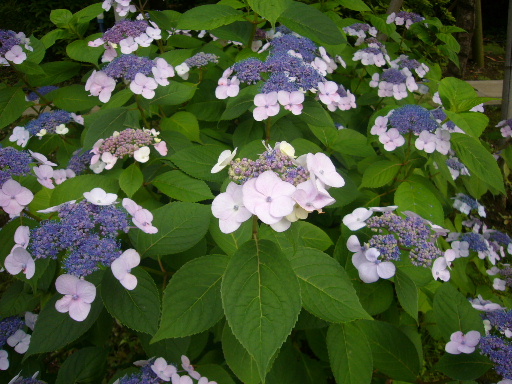 e0130008_23222430.jpg