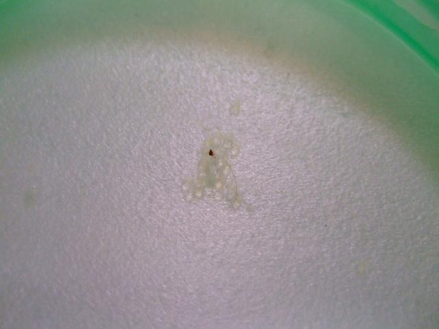 f0152308_18362573.jpg