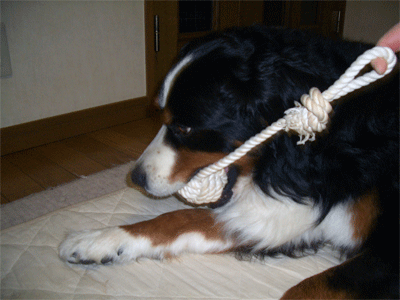 c0143711_20395699.gif