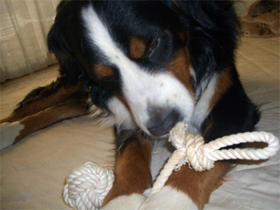 c0143711_20401119.gif