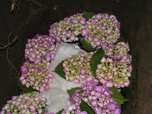 c0158916_17412087.jpg