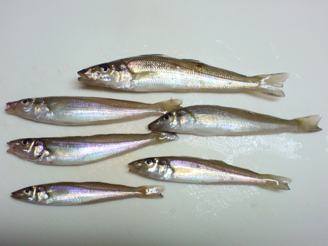 b0186119_11103255.jpg