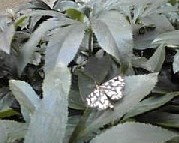 a0098027_16504062.jpg