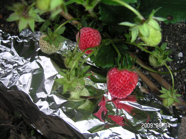 a0020929_12471789.jpg