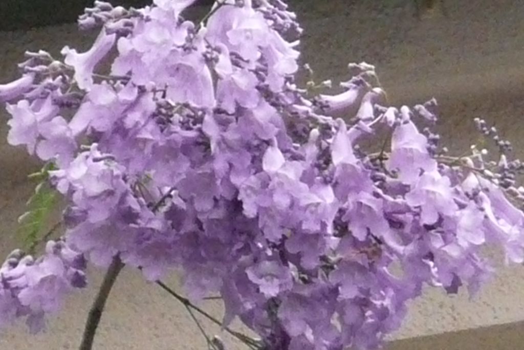 e0033229_20322570.jpg