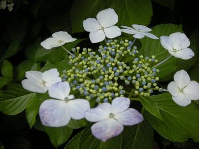 b0024439_922131.jpg