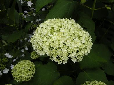 b0024439_9243426.jpg