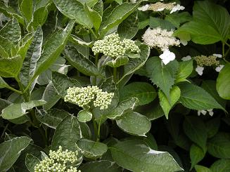 b0024439_9261146.jpg