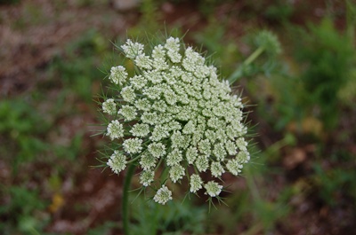 にんじんの花